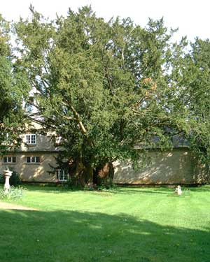 The Very Old Yew Tree.